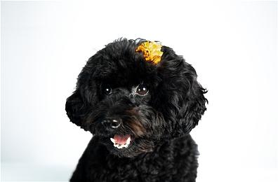 《守望先锋2》中文差评更多 与网易暴雪分手有关